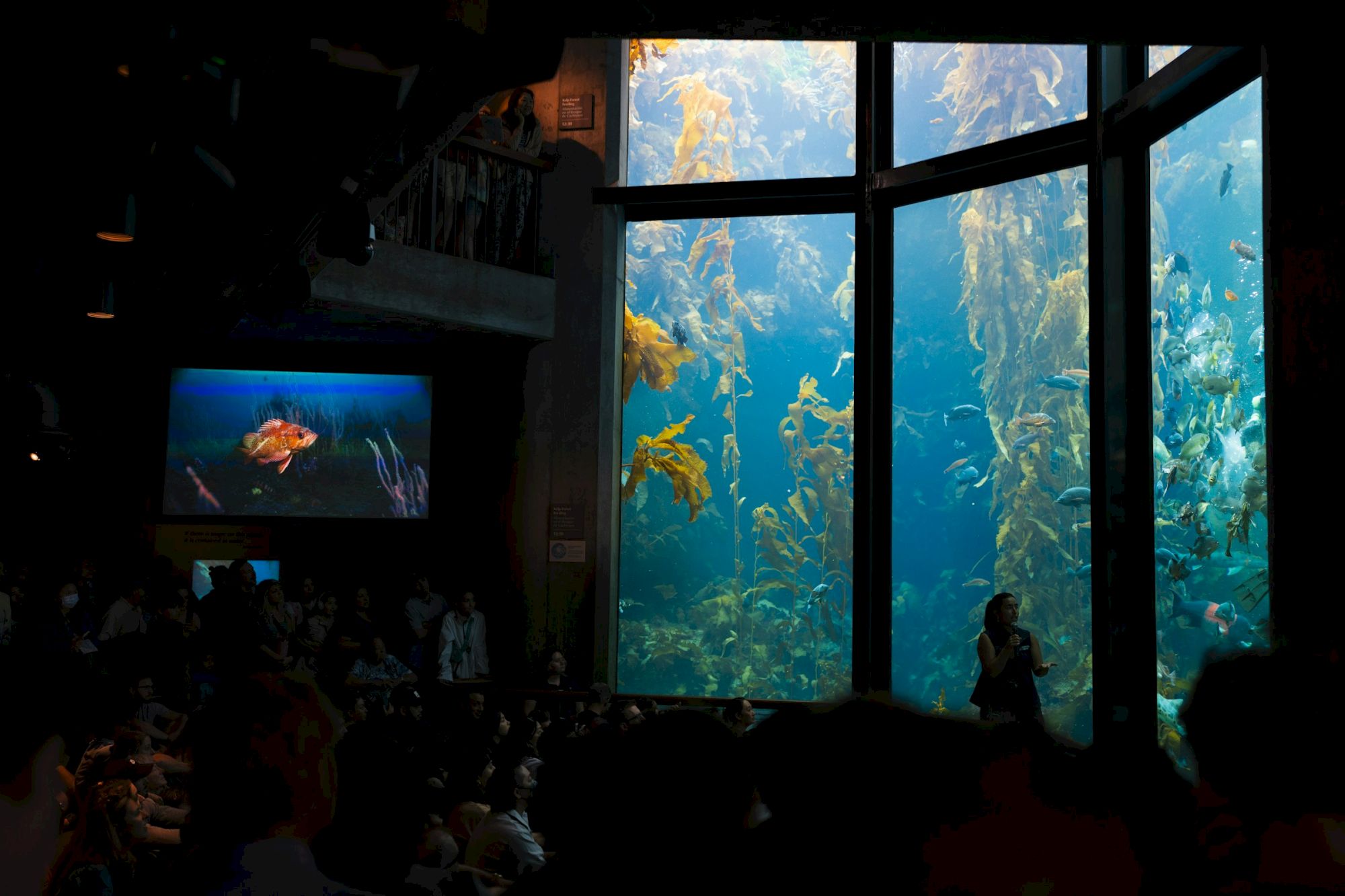 An aquarium exhibit with large windows displaying underwater seaweed and fish, and a crowd of people watching a presentation.