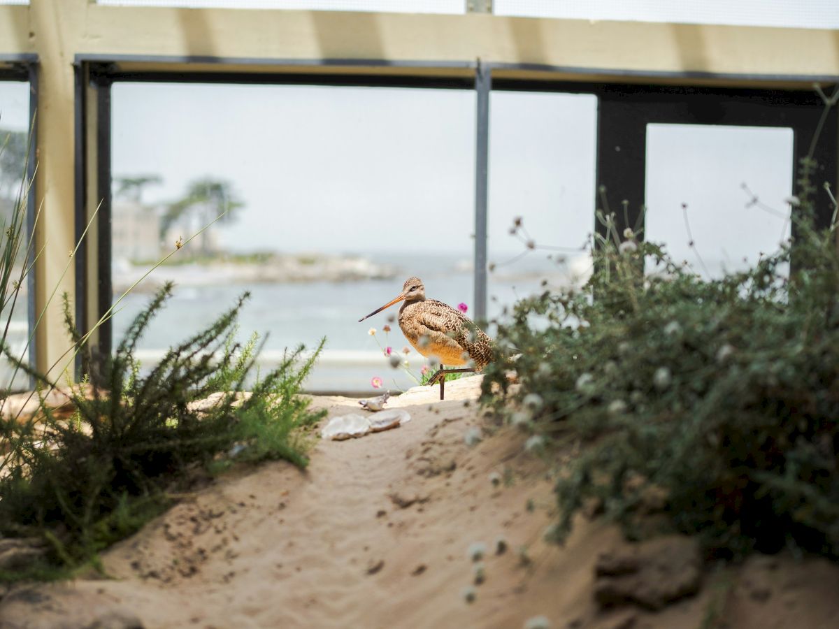 A sandy path with rocks and plants leads to a fence overlooking water and distant greenery under a clear sky.